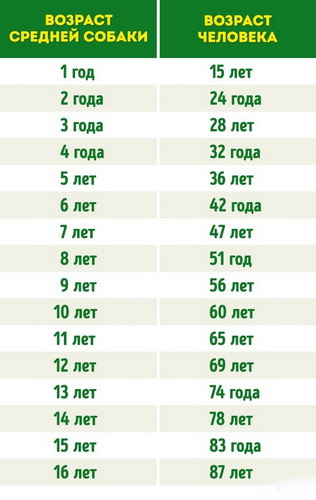 сколько человеческих лет вашему питомцу